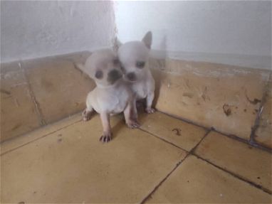 Hermosas cachorras Chihuahua máxima calidad llamar al 53818081 y 58199520 - Img 66333665