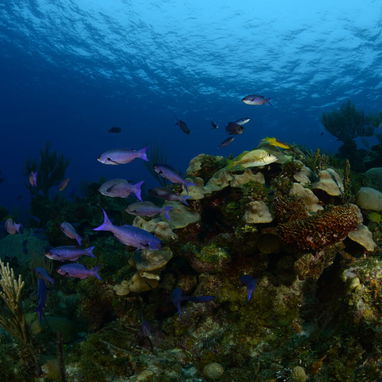 Buceo en La Habana (Playa) con NMD_nomada - Img 117733315