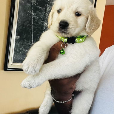 ❤️ GOLDEN RETRIEVER ❤️ - Img 124431485