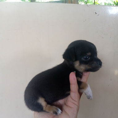En venta perrito original Chihuahua - 9/9