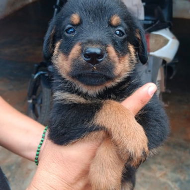 🐾🖤 ¡HERMOSA CAMADA DE ROTTWEILER WHATSAPP 52506841 ! 🖤🐾 - 4/5