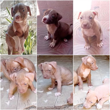 馃惗 CACHORROS DE RAZAS CON GARANT脥A Y CONFIANZA BETTY MASCOTAS WHATSAPP 52506841 馃惗 - Img 123757514