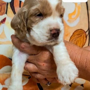 COKER SPANIEL,ambos sexos,en 170 USD o equivalente(ACEPTO TRANSFERENCIA)TENGO MENSAJERÍA,tienen 30 días y desparacitados - Img 122999769