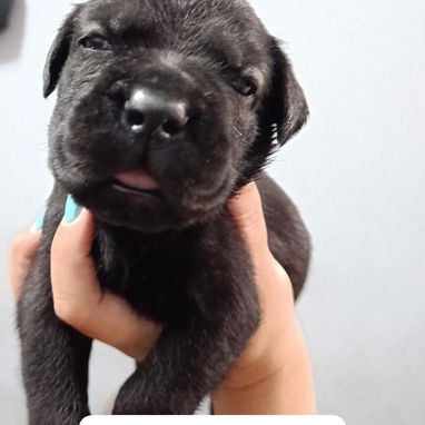 CANE CORSO CON PEDIGREE - Img 125280192