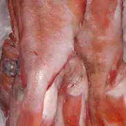 Pescado 🐟 - Img 56363218