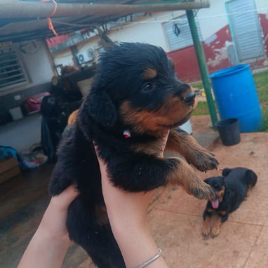 ROTTWEILER,ambos sexos,en 350 USD o equivalente en moneda nacional,TENGO MENSAJERÍA,tienen 43 días y están desparacitado - 7/10