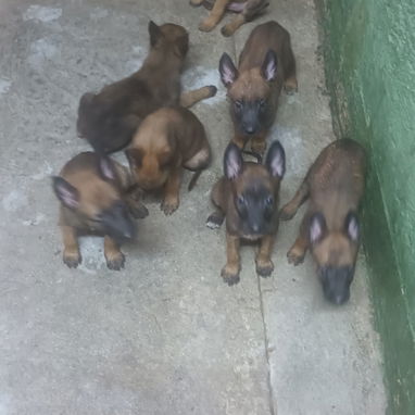 CACHORROS BELGA MALINOIS - Img 124160254
