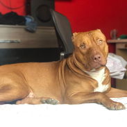Busco novia . Pitbull&stafford 85lbs Cumple 6 años este 30 junio. 54633692 Abel - Img 55209932