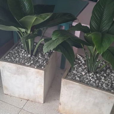 Servicio de jardinería 🧑🌾 - Img 119715824