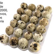 Huevos de codorniz - Img 57700779