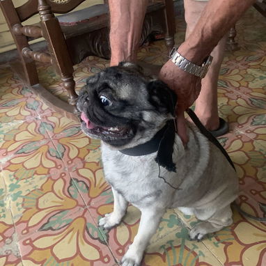 Busco novia para este perro Pub - Img 123580228