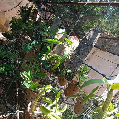 Plantas ornamentales de todo tipo - Img 99194833
