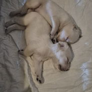 Cachorros de labrador - Img 56724671