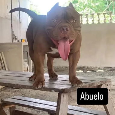 AMERICAN BULLY POCKET CON BUENA GENÉTICA - Img 122349520