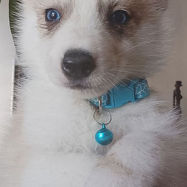 Vendo huskys siberianos 100 usd - 2/8