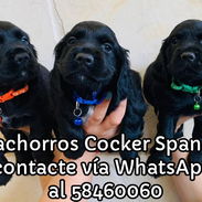Cachorros Cocker Spaniel - Img 55574992