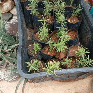 Plantas ornamentales, frutales y medicinales - Img 99194649