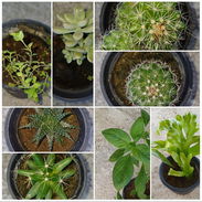 Plantas naturales - Img 58002183