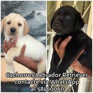 Cachorros Labrador Retriever - Img 58243356