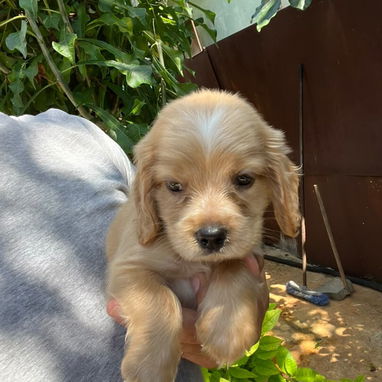 COKER SPANIEL,machos,en 150 USD o equivalente,TENGO MENSAJERÍA,tienen 53 días y están desparacitados - 3/10