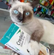 Credelio para gatos - Img 50351703