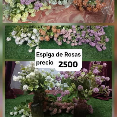 Hermosa planta - Img 121841055