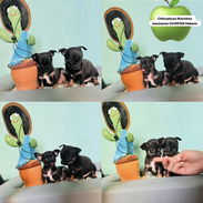 💙Chihuahuas minis 🍎Machitos 😍garantía de legitimidad historia clínica mensajería gratis - Img 56263632