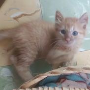 Gatico en adopción responsable! - Img 55668440