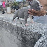 American bully machos y hembras con pedigree - Img 56455609