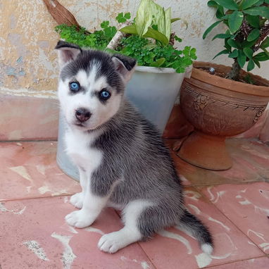 HUSKY SIBERIANO,hembra,en 200 USD o equivalente,TENGO MENSAJERÍA,40 días,desparacitada,entrega HISTORIA CLÍNICA,COLLAR - Img 123692471