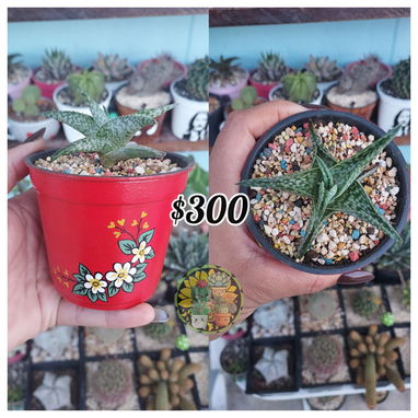 Cactus y suculentas - Img 125227598