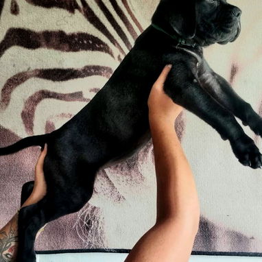 CANE CORSO HEMBRA CON PEDIGREE HIJA DE CÉSAR - Img 125910008
