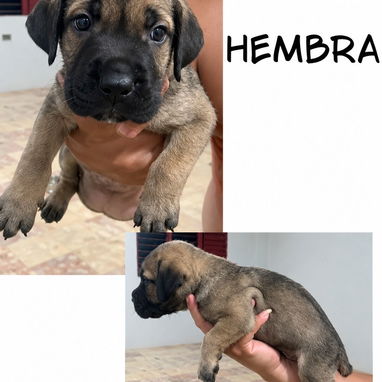 CACHORROS CANE CORSO CON PEDIGREE INTERNACIONAL - 5/10