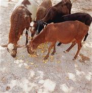 Se vende lote de carneros u chivas. 55352006 - Img 45811222