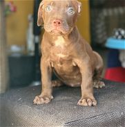 Hermosas cachorras de American Pitbull Terrier - Img 45906056