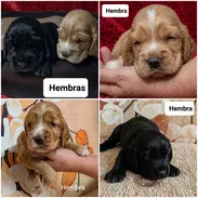 ((( COCKER SPANIEL AMBOS SEXOS PRÓXIMA VENTA BETTY MASCOTAS WHATSAPP 52506841 ))) - Img 55649745