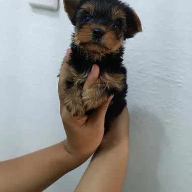 YORKY MINI CON PEDIGRI,hembras en 550 USD,TENGO MENSAJERÍA,se entregan VACUNADAS,INSCRITOS Y CON MICROCHIP - Img 124269455