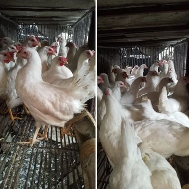 Gallinas ponedoras - 2/3
