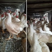 Venta de gallinas ponedoras - Img 58341260