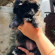 Hermosos cachorros Chitzu - Img 56962934