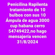 Penicilina rapilenta - Img 45518846