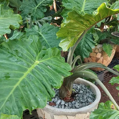 Plantas y servicios de Jardineria - Img 118359585