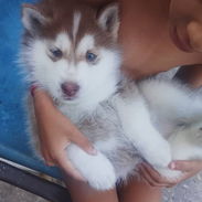 Cachorro de Husky Siberiano - Img 58296689