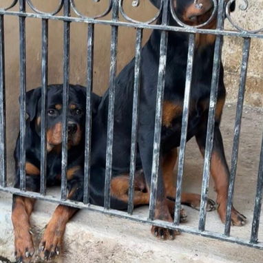 Vendo cachorras de rottweiler - Img 123560445