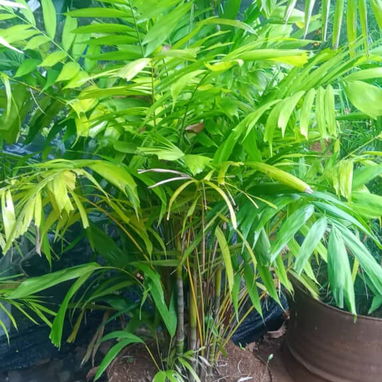 Servicio de jardinería 👩🏼‍🌾 - Img 124479229