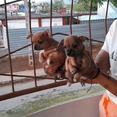 Chihuahuas y salchicha tekel - Img 118168987