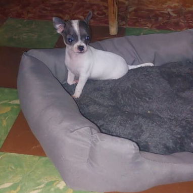 VARIEDAD DE PERROS PURA RAZAS CHIHUAHUAS SALCHICHAS SHITZHU ... - Img 118169487
