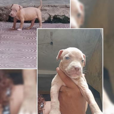 PITBULL,hembras,en 150 USD o equivalente(ACEPTO TRANSFERENCIA)TENGO MENSAJERÍA,tienen 48 días y están desparacitados - Img 123315192