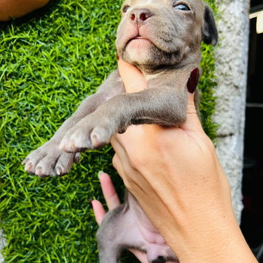 PITBULL,ambos sexos,en 150 USD o equivalente,TENGO MENSAJERÍA,tienen 40 días y están desparacitados - Img 126171278
