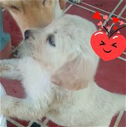 Cachorros, mascota a o perritos golden retriver - Img 45777439